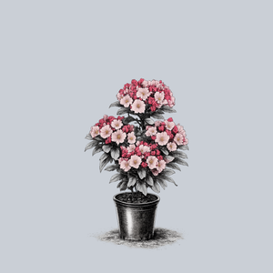 Nipmuck Mountain Laurel