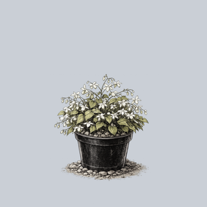 Niveum Barrenwort