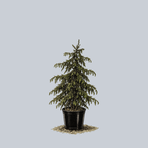 Nodding Oriental Spruce