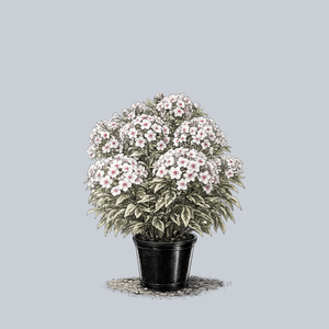 Norah Leigh Tall Garden Phlox