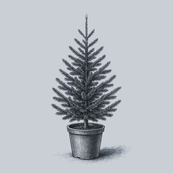 Nordmann Fir