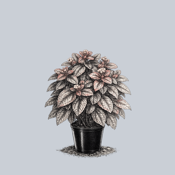 Norfolk Friendship Plant