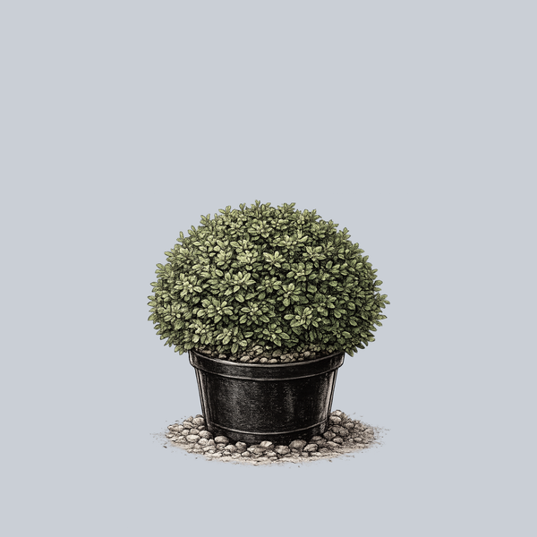 Northern Charm Boxwood
