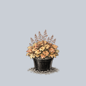 Northern Exposure Amber Coral Bells
