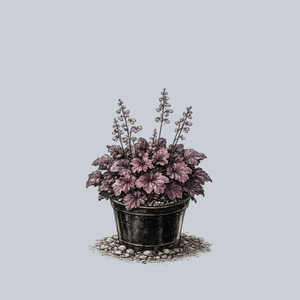 Northern Exposure Black Coral Bells