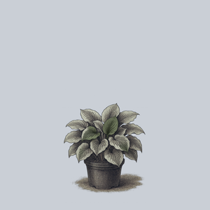 Northern Exposure Hosta