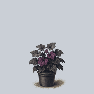 Northern Exposure Purple Coral Bells