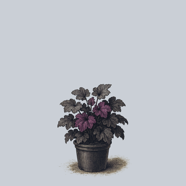 Northern Exposure Purple Coral Bells