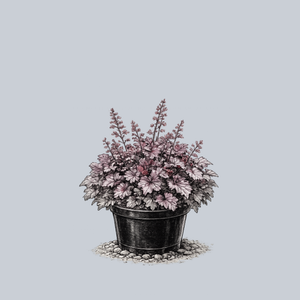 Northern Exposure Purple Coral Bells