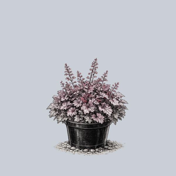 Northern Exposure Purple Coral Bells