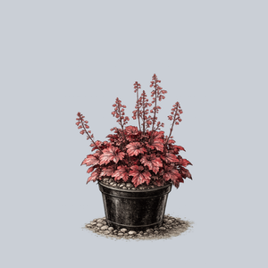 Northern Exposure Red Coral Bells
