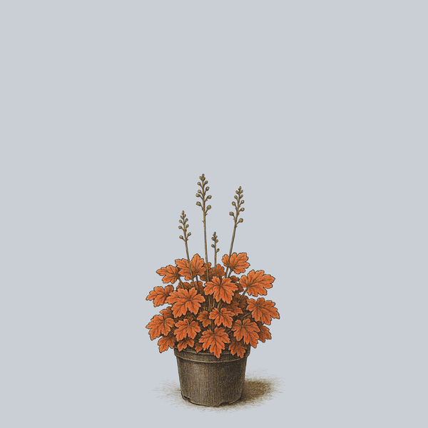 Northern Exposure Sienna Coral Bells