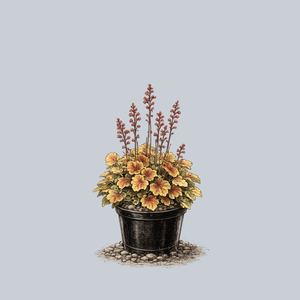 Northern Exposure Sienna Coral Bells
