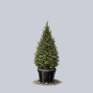 Northern Spire Western Red Cedar