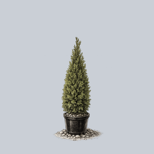 North Pole Arborvitae