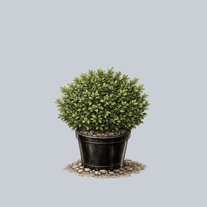 North Star Boxwood