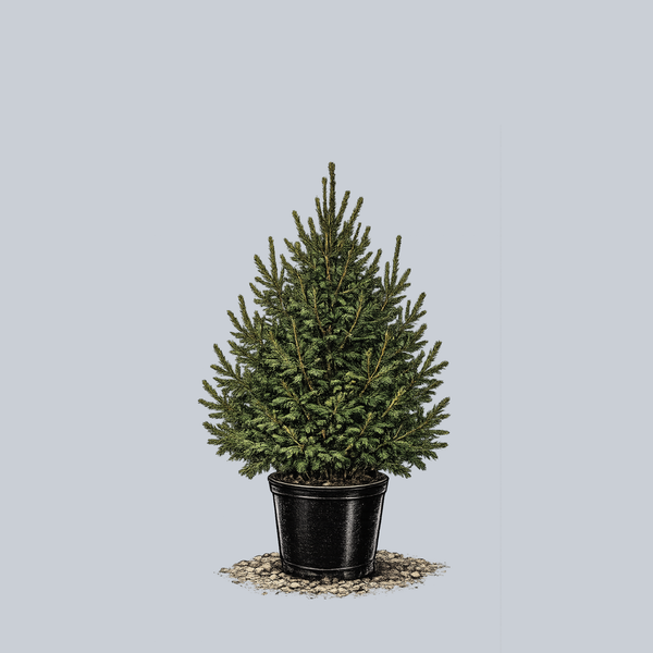 Norway Spruce
