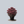 Load image into Gallery viewer, Nova Cherry Fizz Stonecrop
