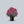 Load image into Gallery viewer, Nova Zembla Rhododendron
