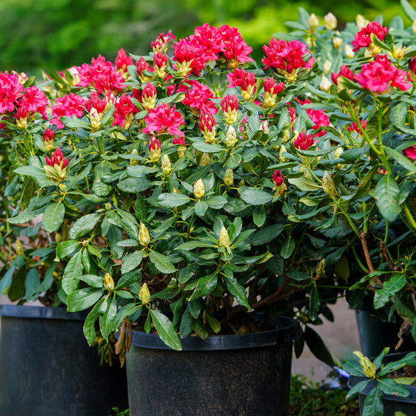 Nova Zembla Rhododendron - Rhododendron - Shrubs