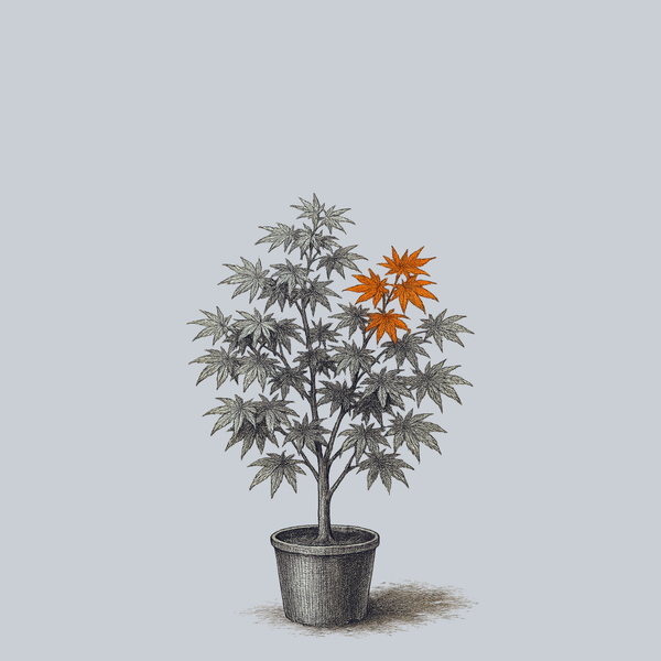 Nuresagi Japanese Maple