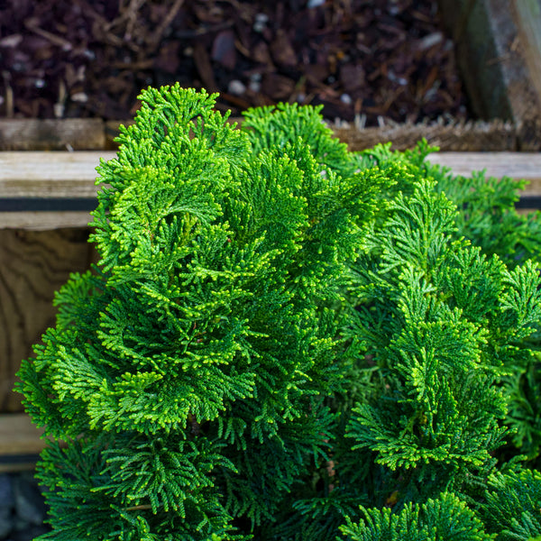 Nana Gracilis Hinoki Cypress