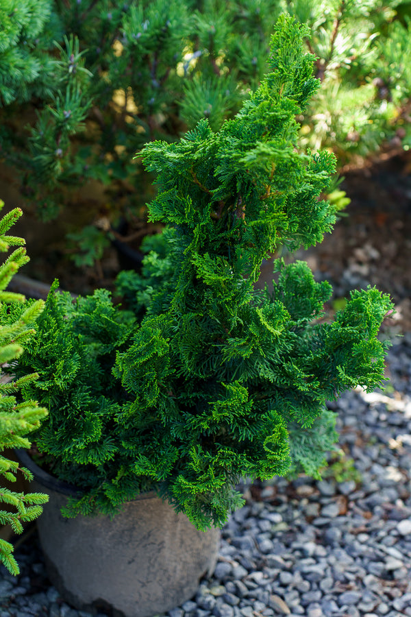 Nana Gracilis Hinoki Cypress