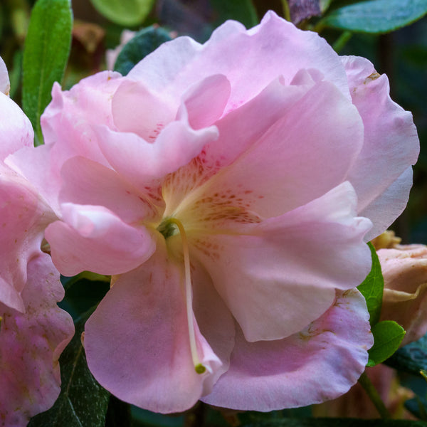 Nancy of Robinhill Azalea - Azalea - Shrubs