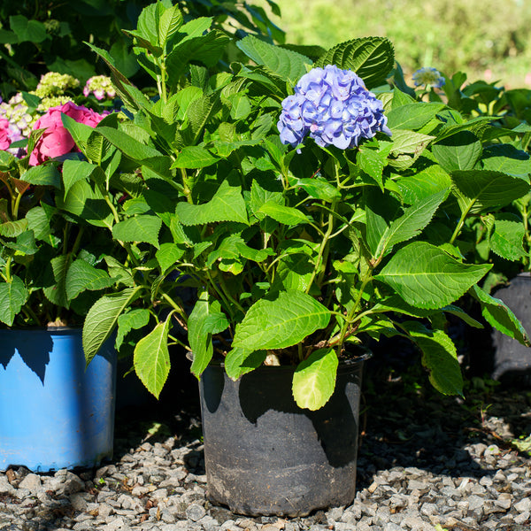 Nantucket Blue Hydrangea