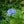 Load image into Gallery viewer, Nantucket Blue Hydrangea
