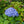 Load image into Gallery viewer, Nantucket Blue Hydrangea
