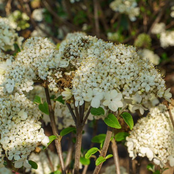 Nantucket Doublefile Viburnum - Viburnum - Shrubs