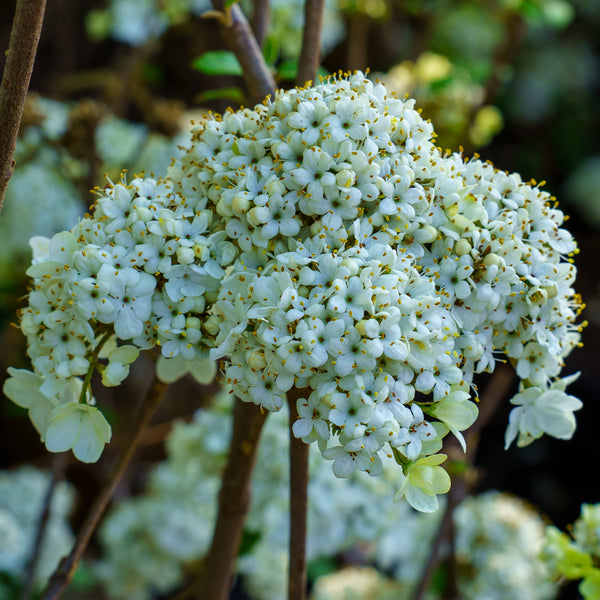 Nantucket Doublefile Viburnum - Viburnum - Shrubs