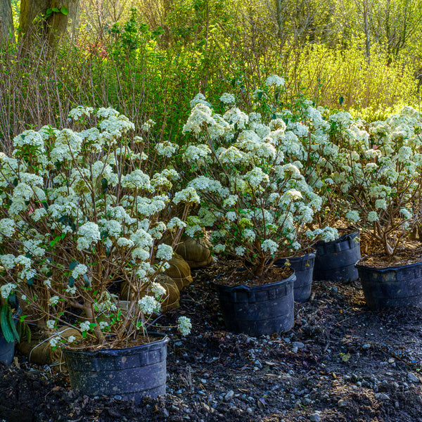 Nantucket Doublefile Viburnum - Viburnum - Shrubs