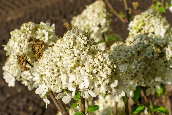 Nantucket Doublefile Viburnum - Viburnum - Shrubs