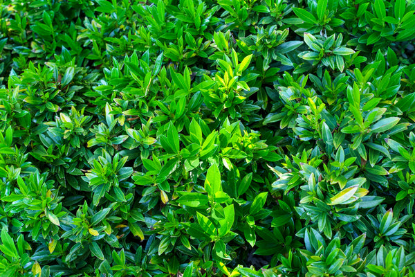 Napoleon Cherry Laurel