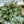 Load image into Gallery viewer, Napoli Nights Peperomia
