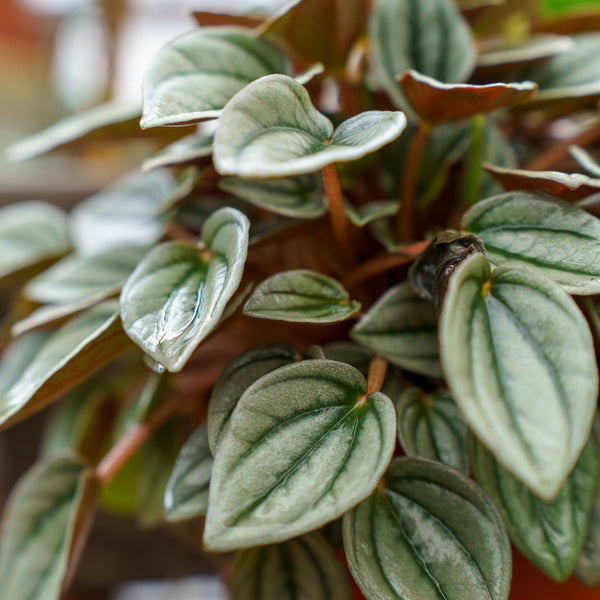 Napoli Nights Peperomia