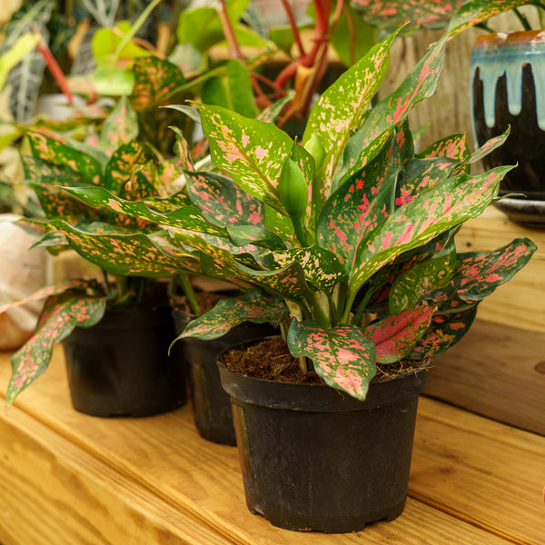 Narrow Spinel Chinese Evergreen