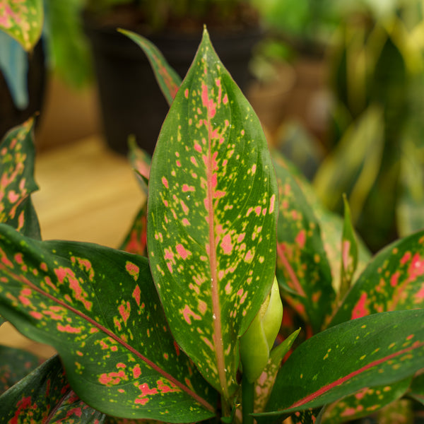 Narrow Spinel Chinese Evergreen