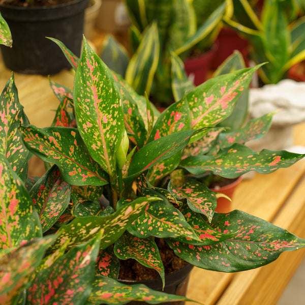 Narrow Spinel Chinese Evergreen