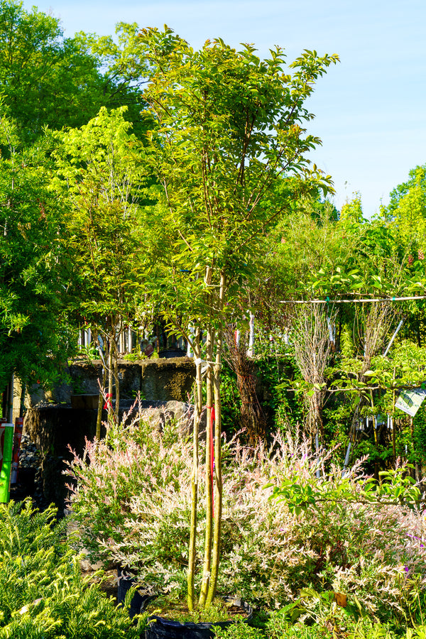 Natchez Crape Myrtle - Crape Myrtle - Flowering Trees