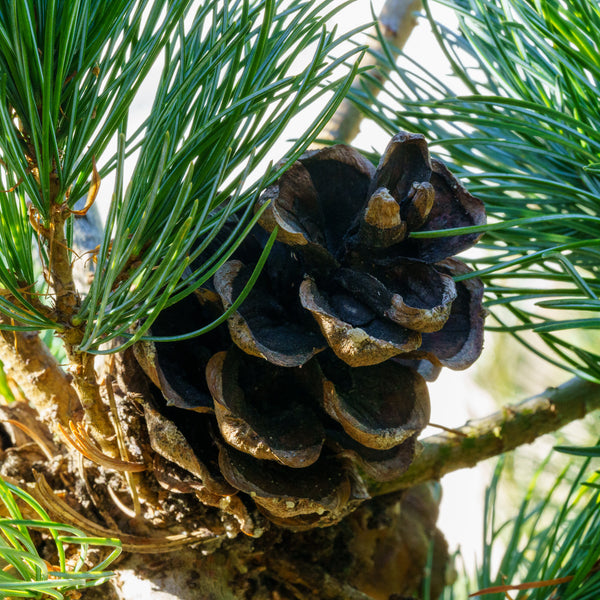 Negishi Japanese White Pine - Pine - Conifers