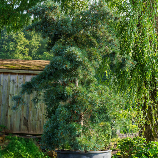 Negishi Japanese White Pine