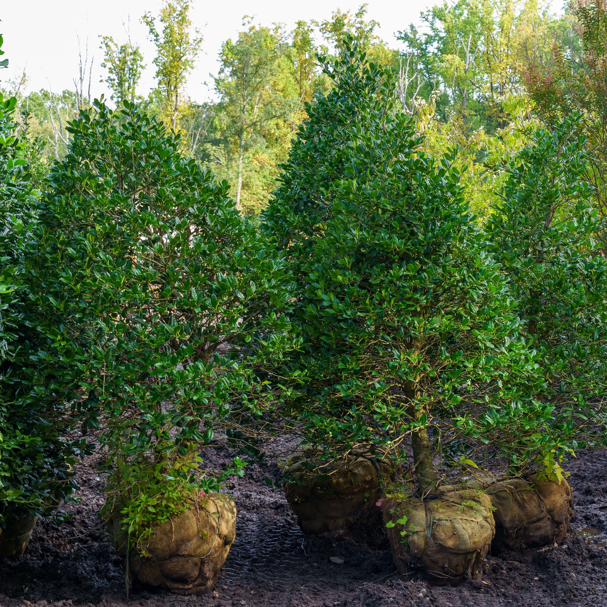 Nellie R. Stevens Holly - Select Trees, image size:2048x2048