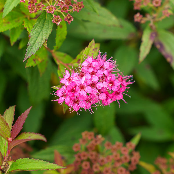 Neon Flash Spirea