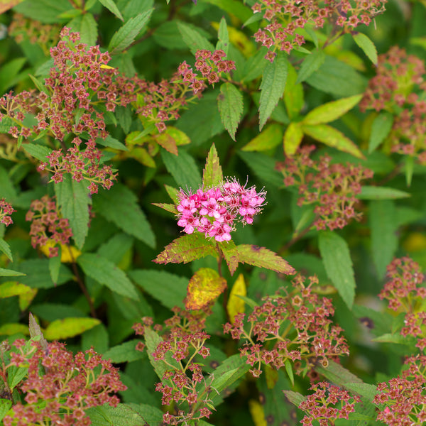 Neon Flash Spirea