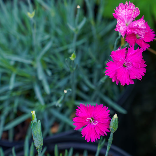 Neon Star Pinks