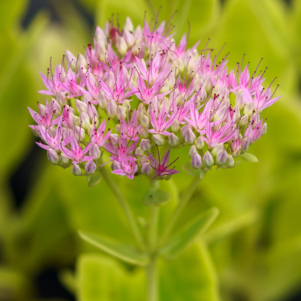 Neon Stonecrop