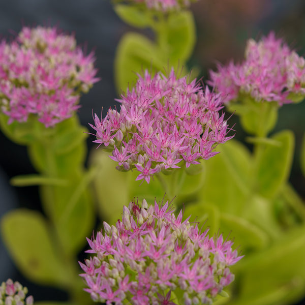 Neon Stonecrop